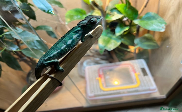 Chameleon reptiles - Advert 1