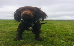 Sprocker dogs for stud: Sprocker Stud - Image 15