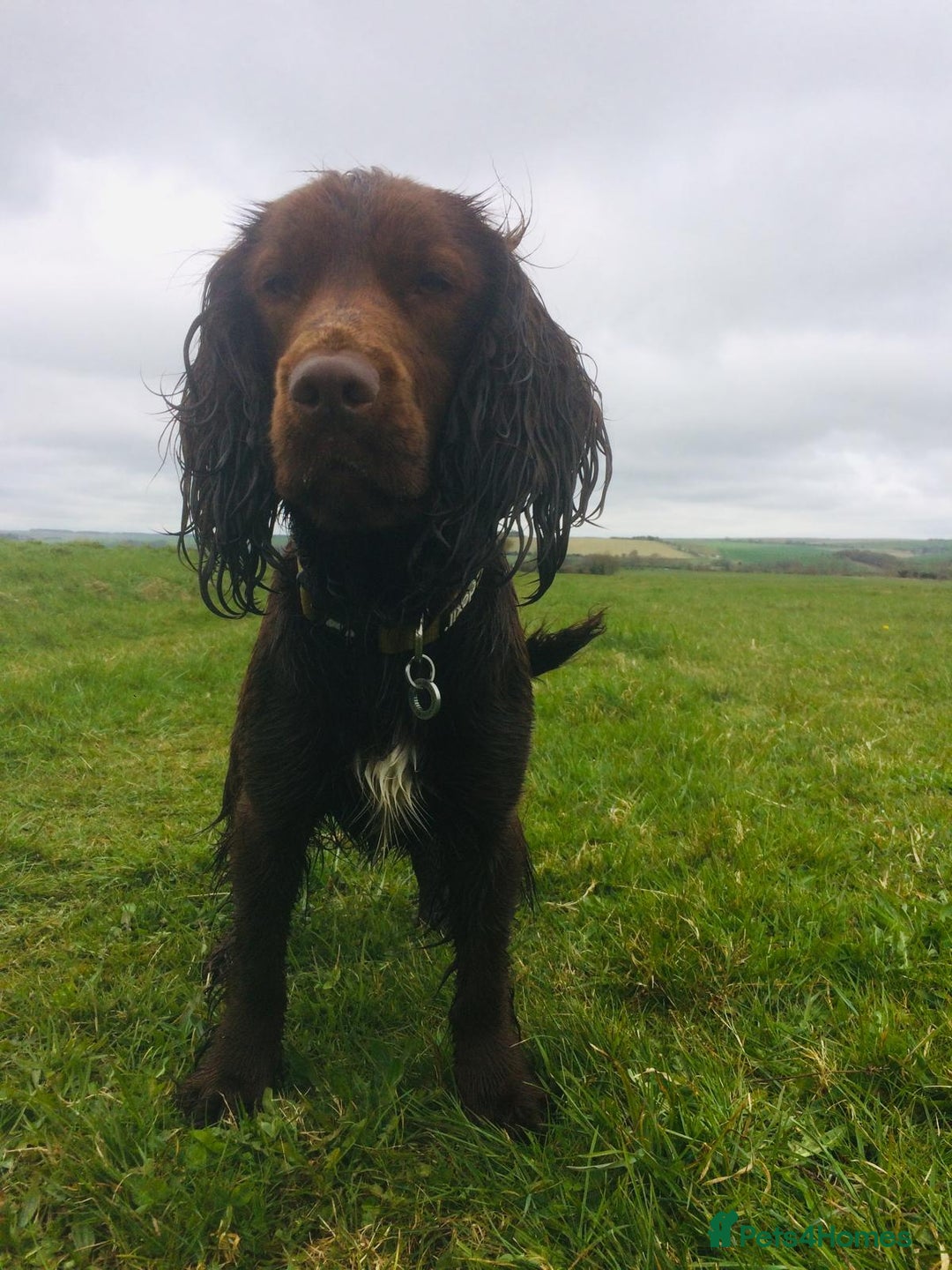 Sprocker dogs for stud: Sprocker Stud - Image 15