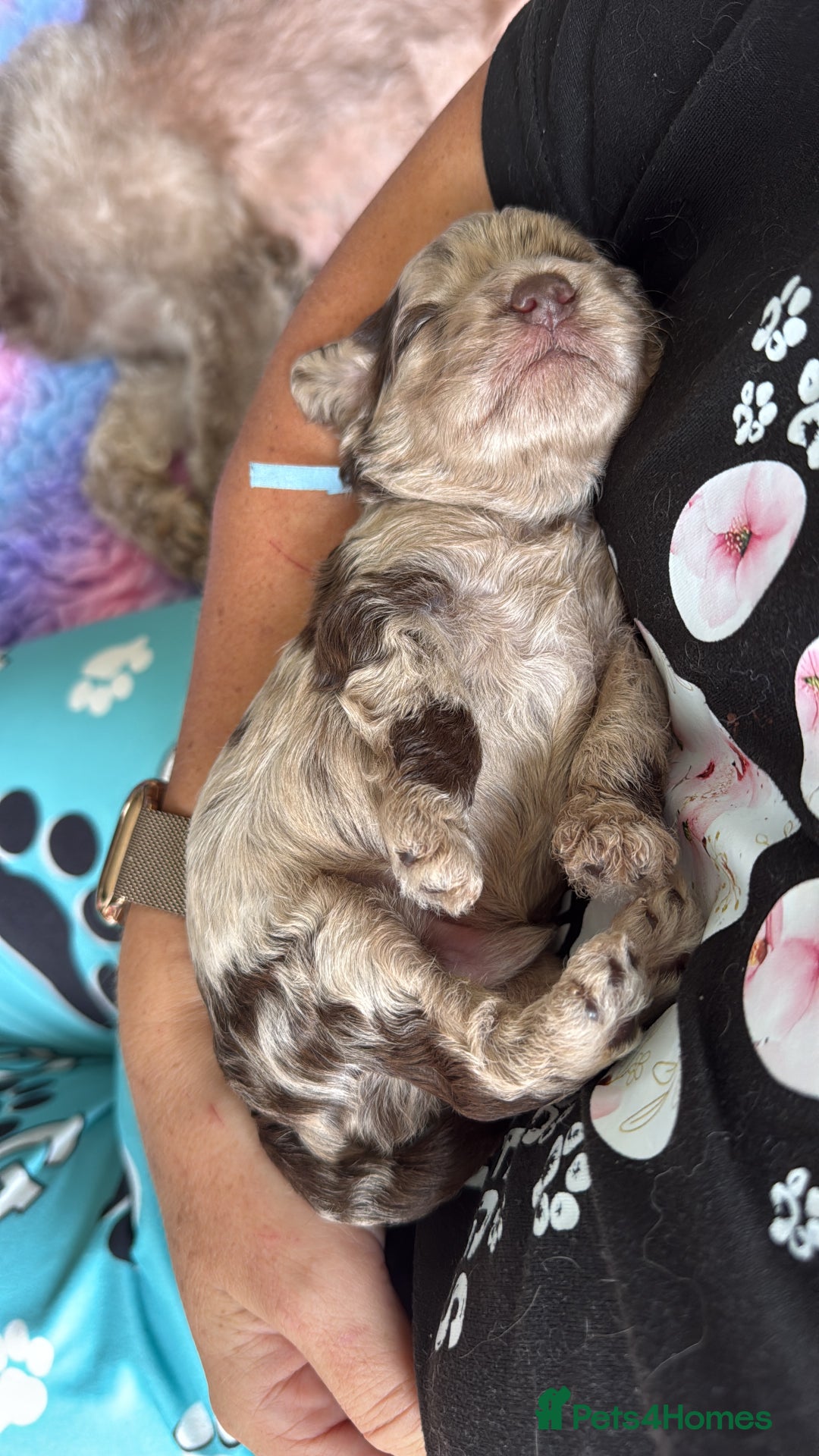 Cockapoo dogs for sale: F2bb Cockapoo Chocolate Merle Puppies - Image 24