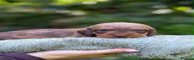 Dachshund 3