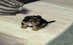 Yorkshire Terrier dogs for sale: Miniature Yorkshire terrier puppies  - Image 9