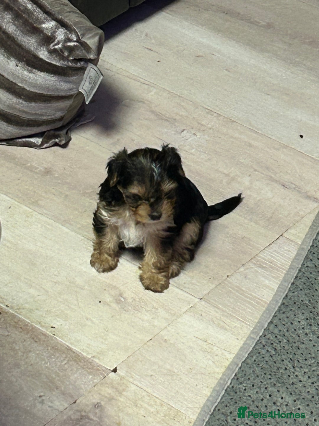 Yorkshire Terrier dogs for sale: Miniature Yorkshire terrier puppies  - Image 9