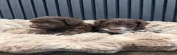 Cockapoo dogs for sale: Cockapoo puppies - Advert 4