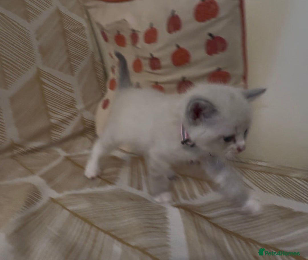 British Shorthair cats for sale: BSH mixed Russian Blue - Image 21