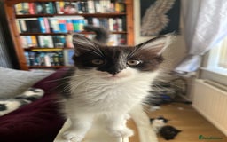 British Longhair cats for sale: Last ones of the litter  - Image 3