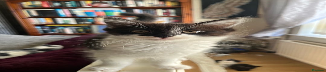 British Longhair Kitten 2