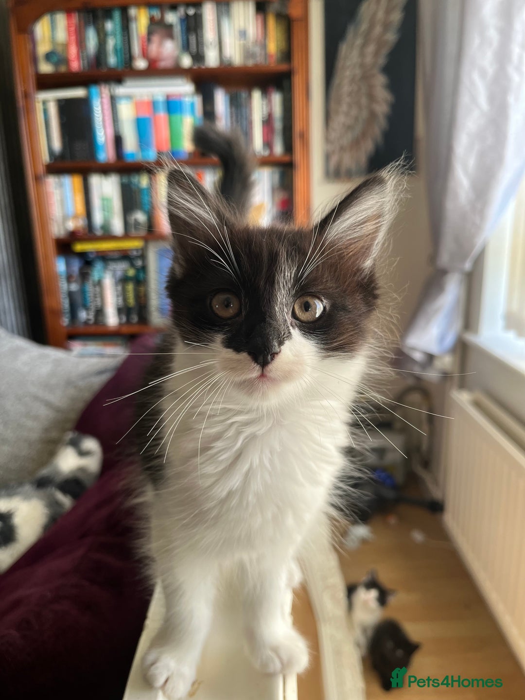 British Longhair cats for sale: Last ones of the litter  - Image 3