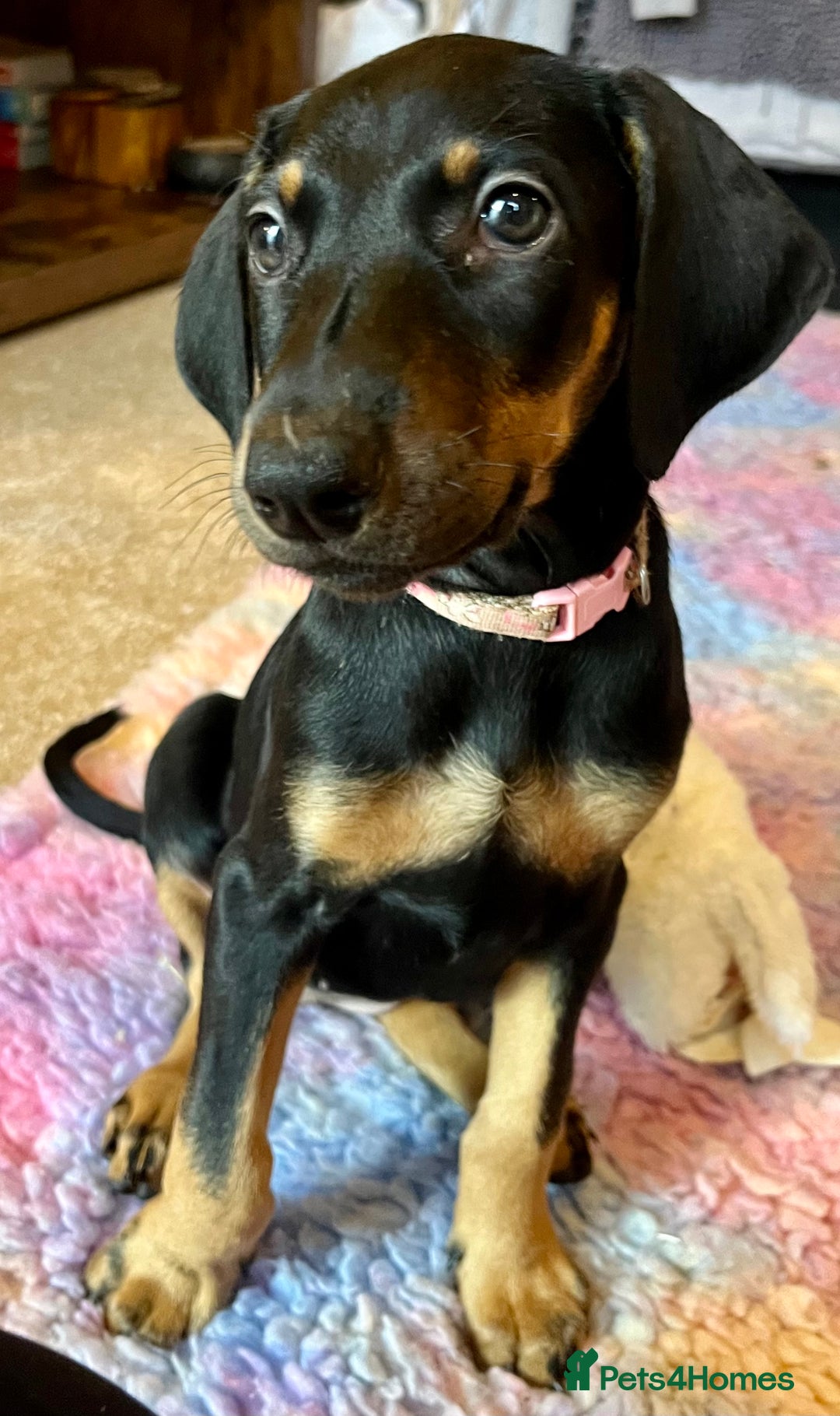 Dobermann dogs for sale: KC health tested Doberman puppies - Advert 8