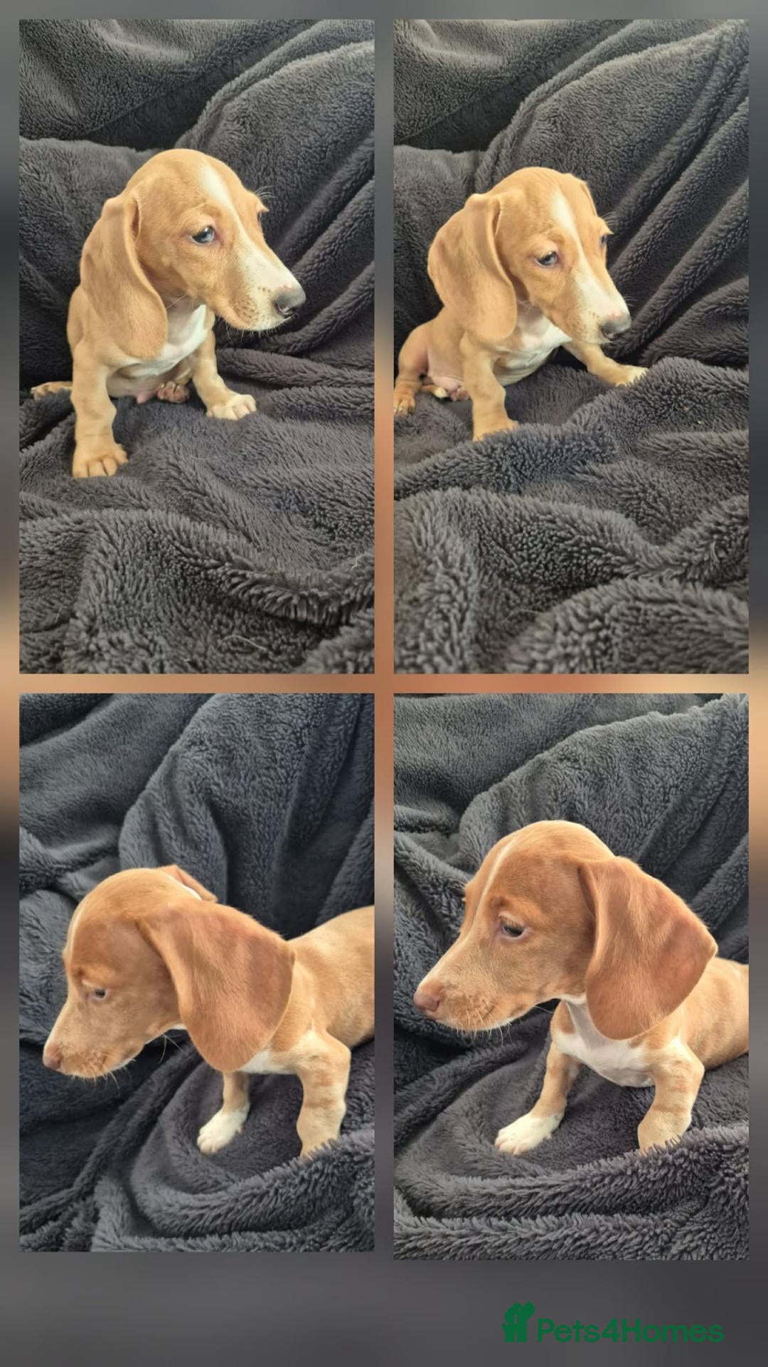 Miniature Dachshund dogs LAST 3x Dachshund boys ready NOW fully vacs - Advert 1