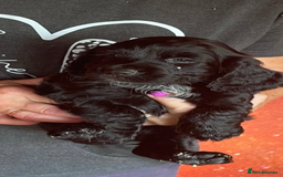 Cocker Spaniel dogs for sale: Cocker Spaniel Pups - Image 8
