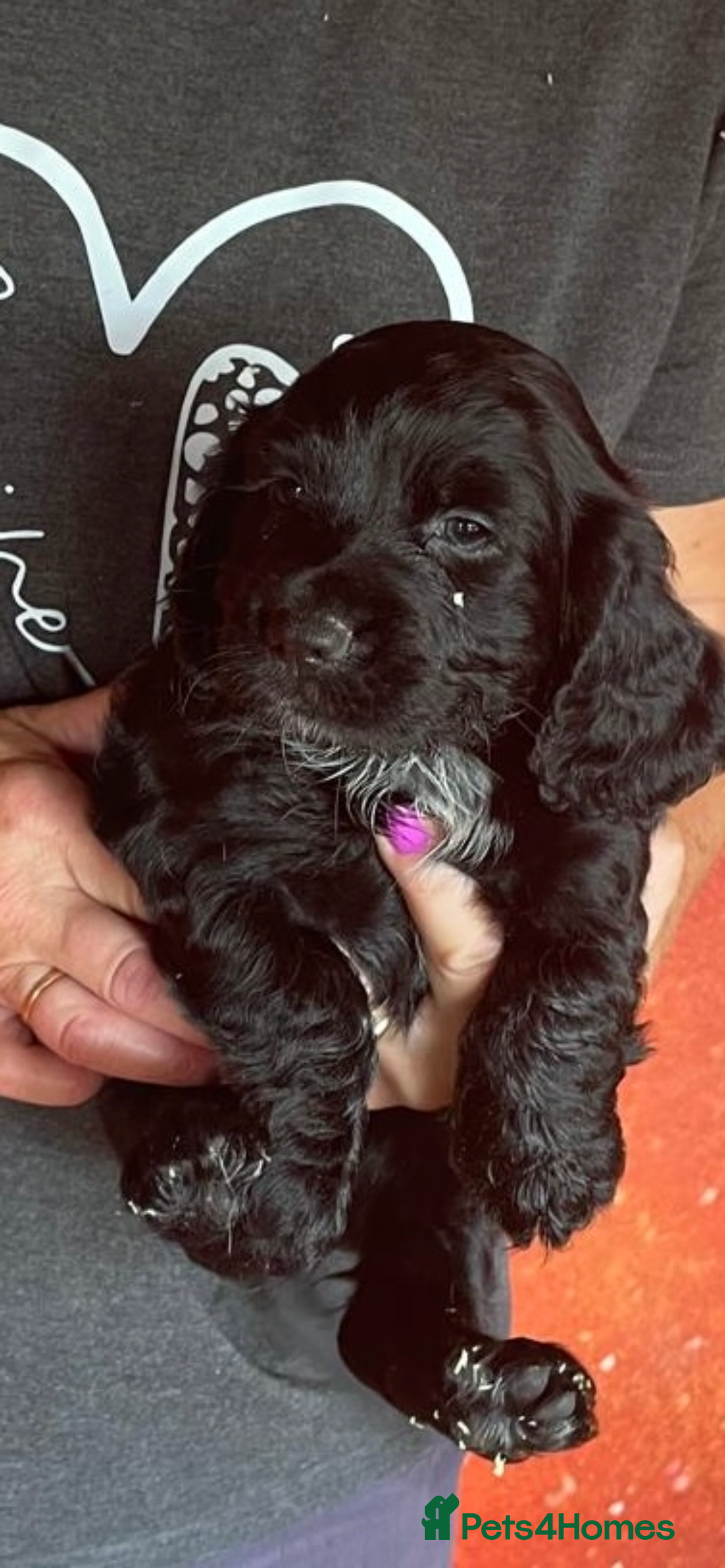 Cocker Spaniel dogs for sale: Cocker Spaniel Pups - Image 8