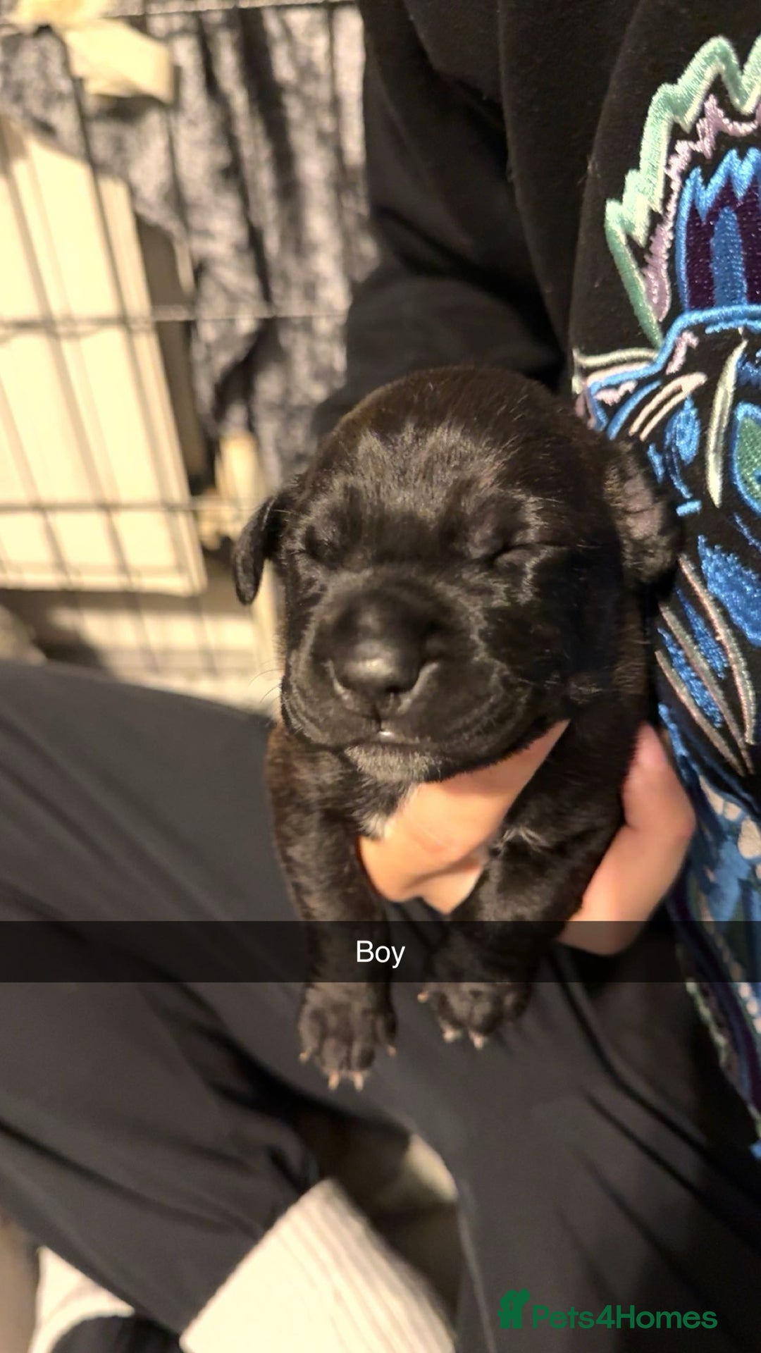 Mixed Breed dogs for sale: 9 cane corse/ staff pups  - Image 7