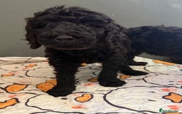 Labradoodle dogs for sale: F,1,B Standard labradoodles,READY FOR THERE HOMES  - Image 9