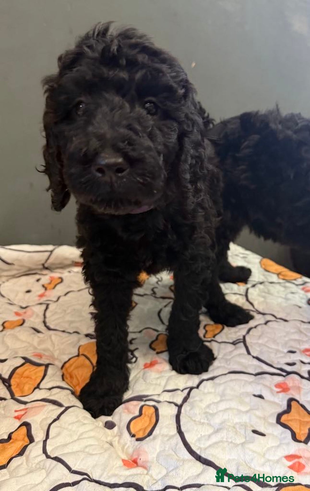 Labradoodle dogs for sale: F,1,B Standard labradoodles,READY FOR THERE HOMES  - Image 9