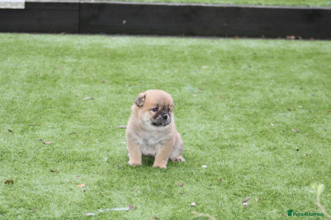 Mixed Breed dogs for sale: 🐾 Chow Chow x Japanese Chin CHINCHOWS 🐾 - Advert 15
