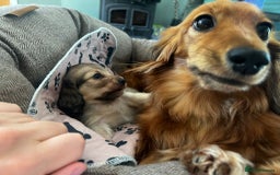 Miniature Dachshund dogs for stud: KC Reg• Cream Longhaired Stud• Fully Health Tested - Image 3