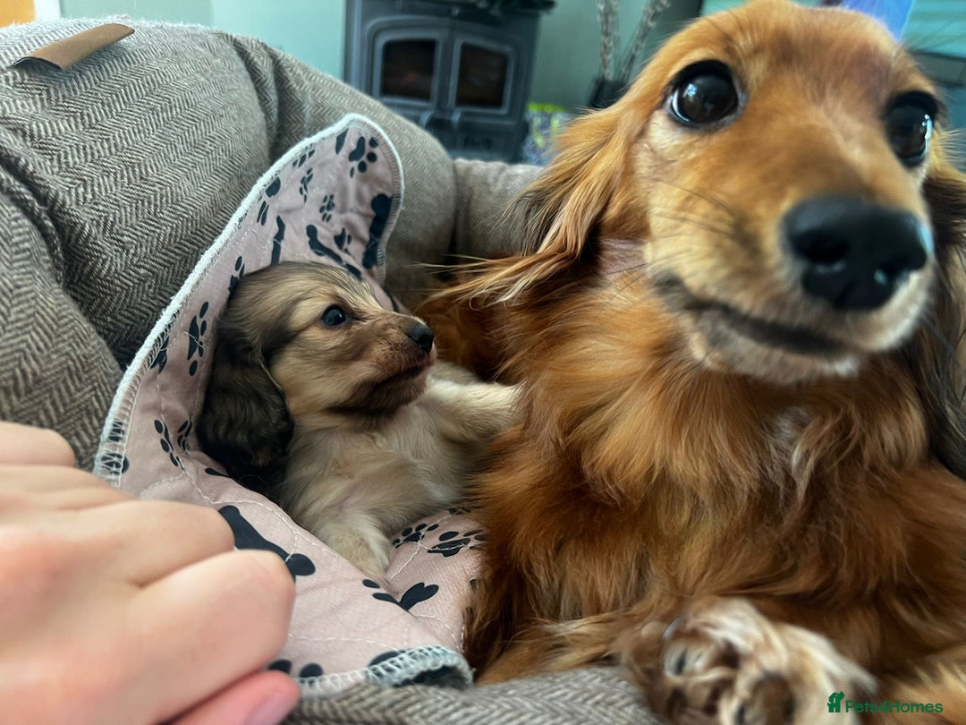 Miniature Dachshund dogs for stud: KC Reg• Cream Longhaired Stud• Fully Health Tested - Image 3