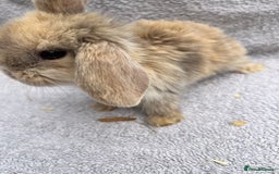 Mini Lop rabbits for sale: Mini lop bunnies  - Image 5