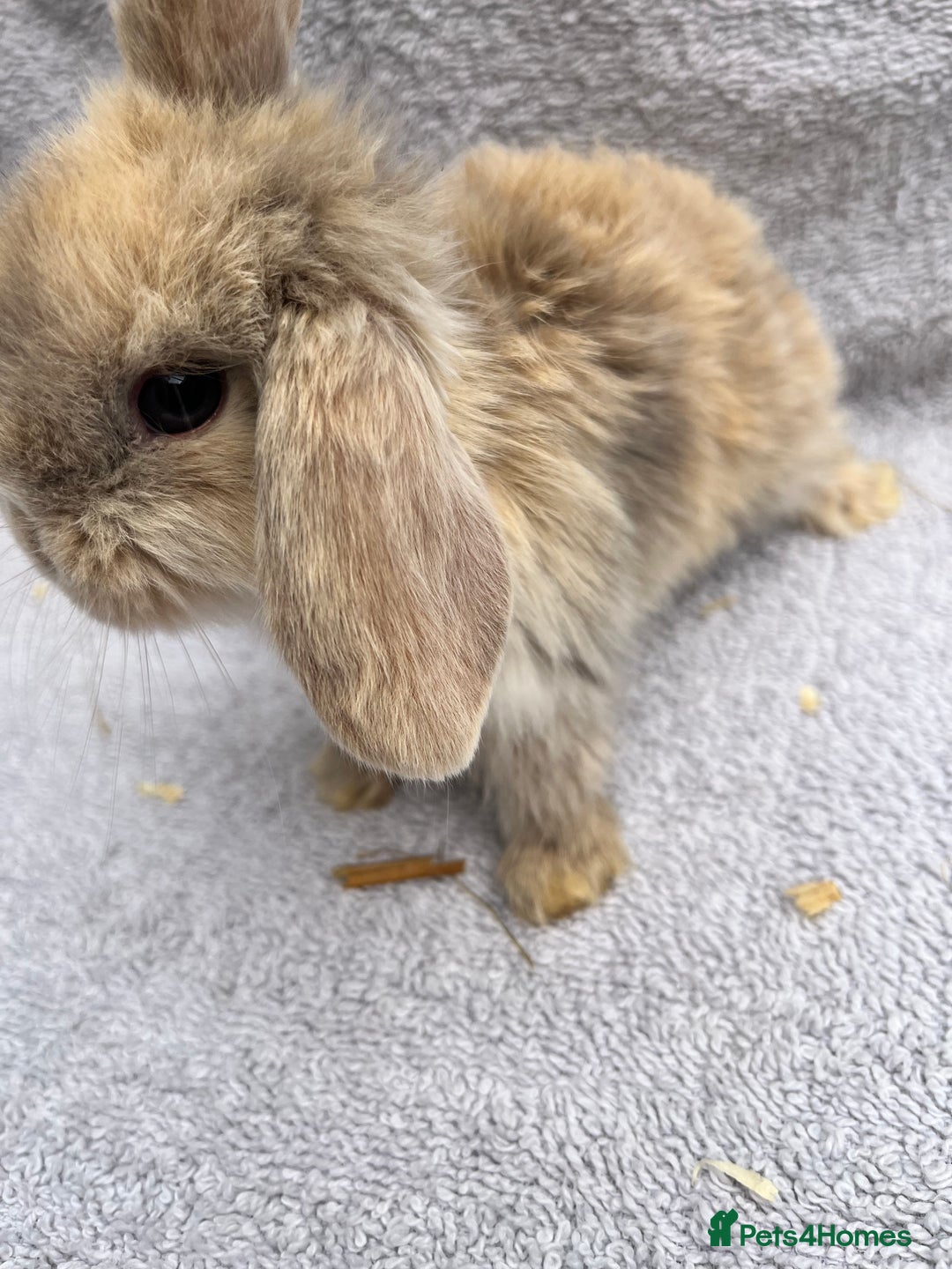 Mini Lop rabbits for sale: Mini lop bunnies  - Image 5