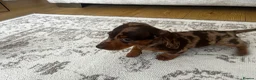 Miniature Dachshund dogs for sale: Miniature smooth haired Dachshund  in Tredegar - Advert 33
