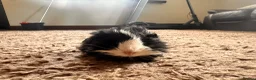 Guinea Pig rodents for sale: 8 week old long haired male guinea pig - Advert 8