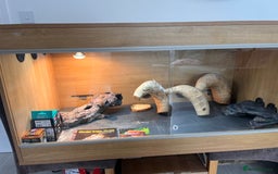 Bearded Dragon reptiles for sale: Bearded dragon and full set up  - Image 4