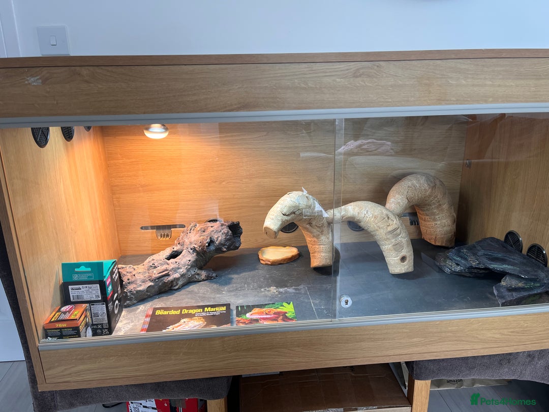 Bearded Dragon reptiles for sale: Bearded dragon and full set up  - Image 4