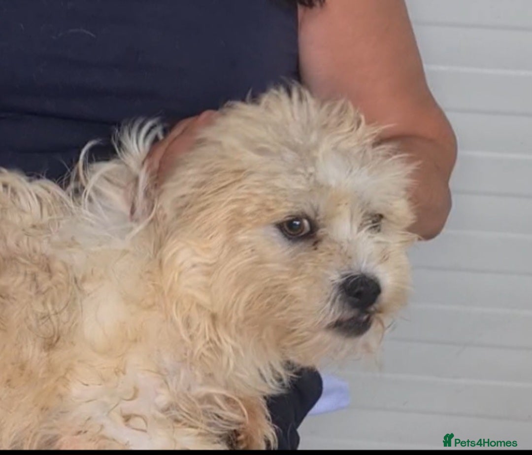 Bichon Frise dogs for adoption: Zebedee male 8kg small  - Image 5