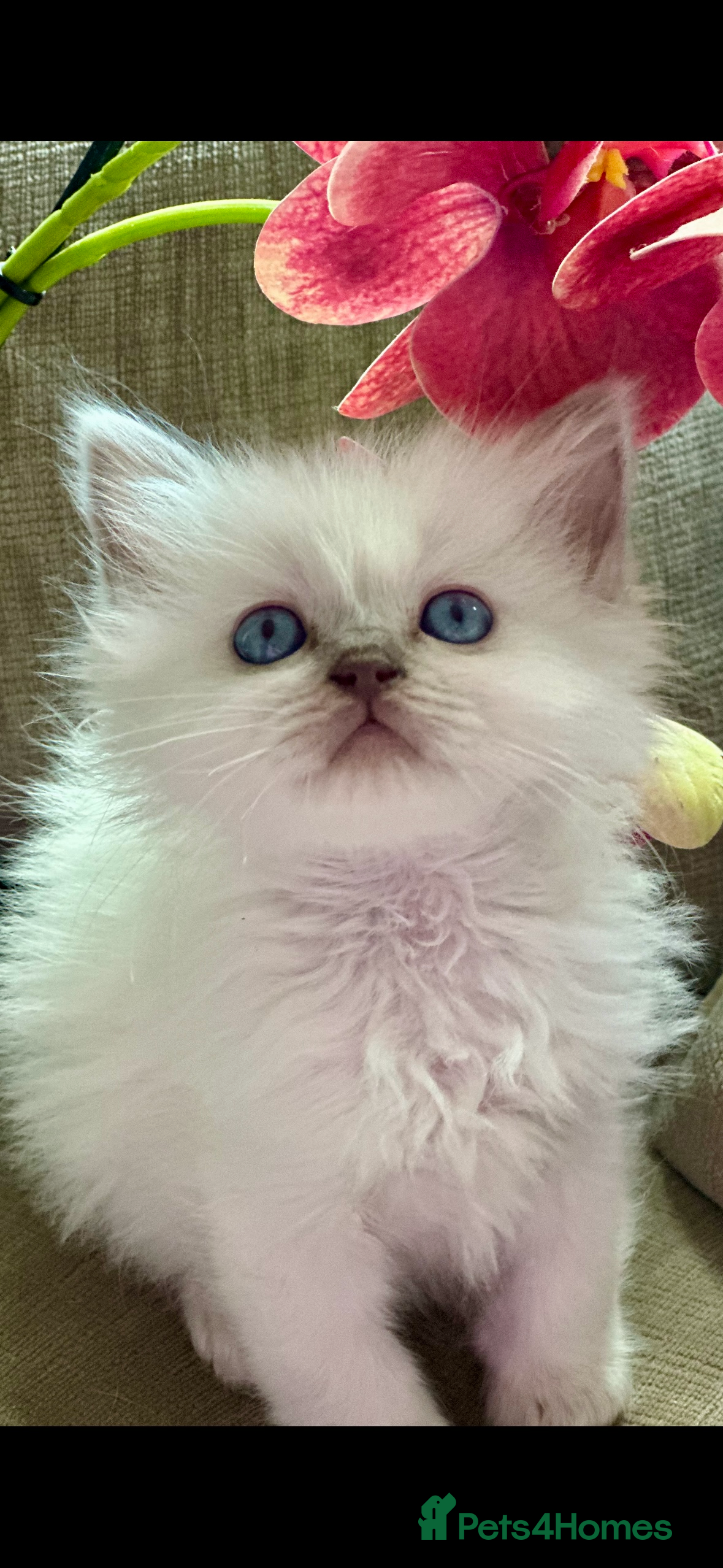 Ragdoll cats 🌼GCCF WAITIING LIST NOW OPEN 🌼 - Advert 16