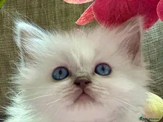 Ragdoll cats 🌼GCCF WAITIING LIST NOW OPEN 🌼 - Advert 16