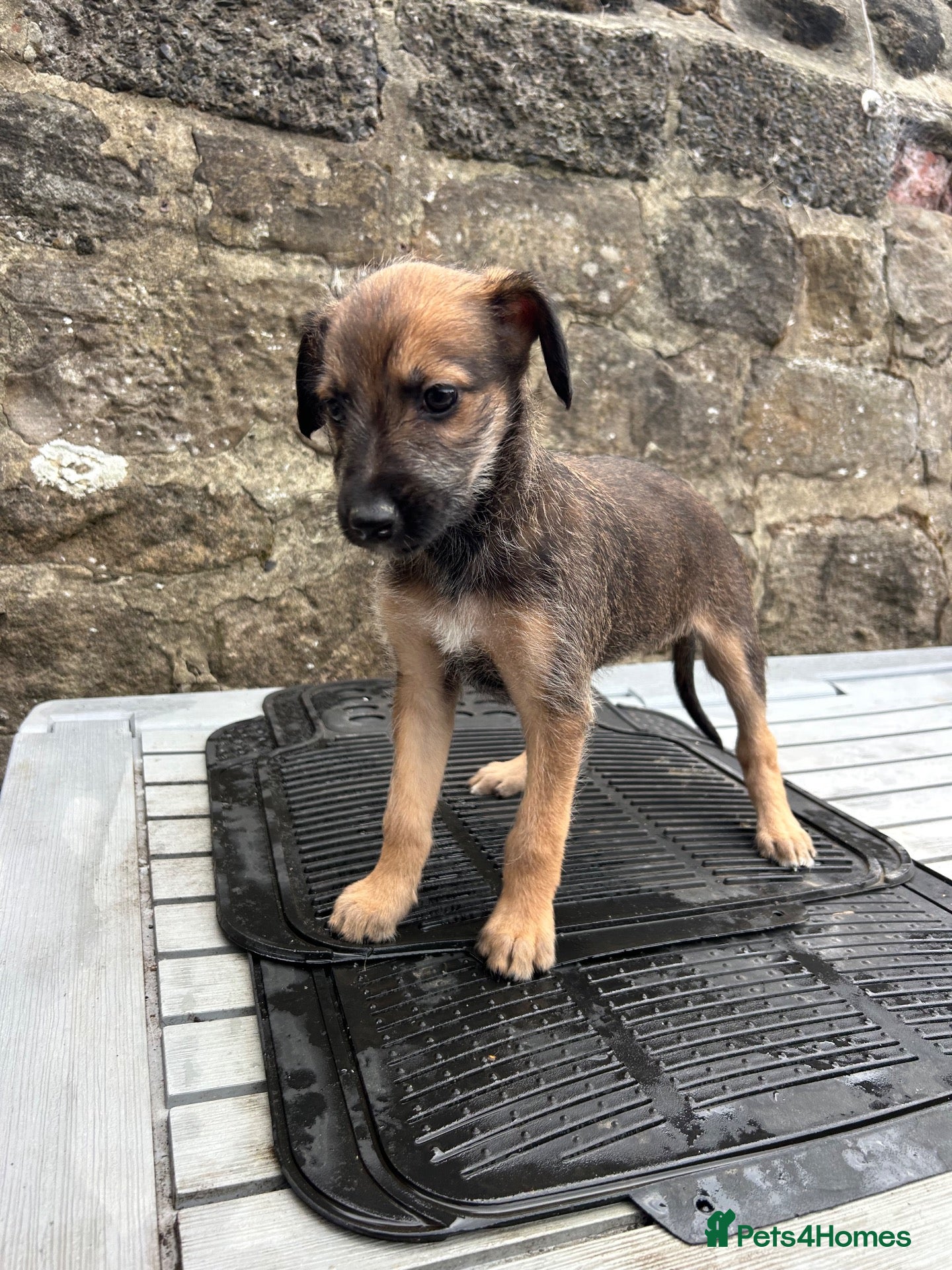Lurcher dogs Bedlington whippet lurcher pups - Advert 4