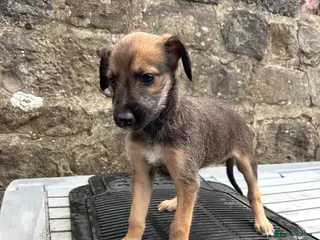 Lurcher dogs Bedlington whippet lurcher pups - Advert 4