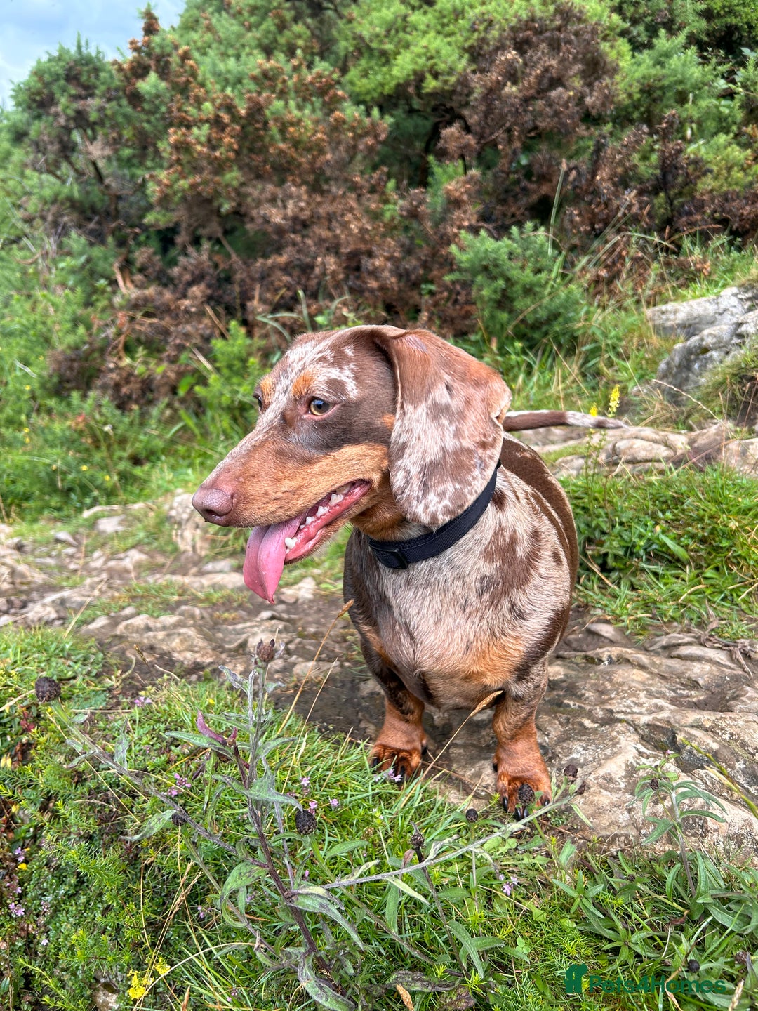 Dachshund dogs for sale: Dachshund for rehoming  - Advert 5