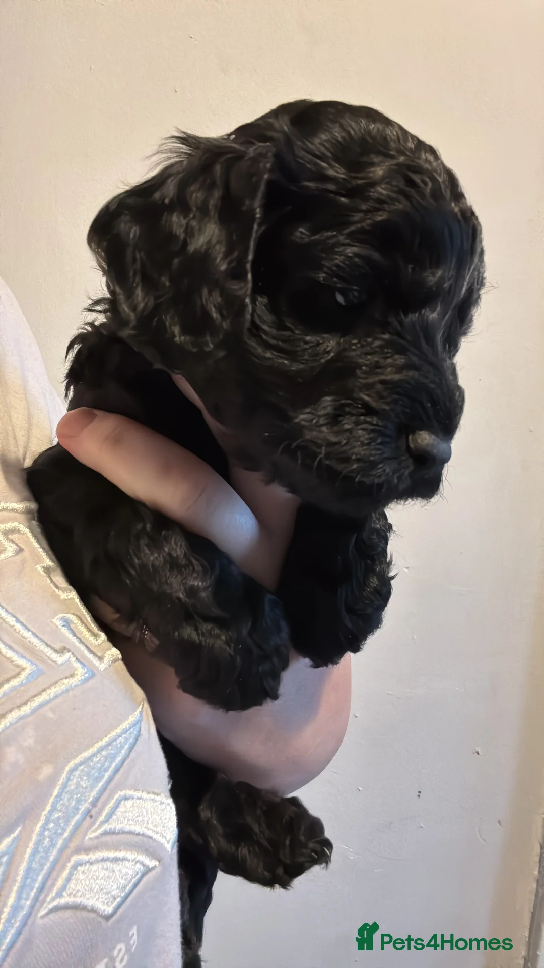 Cockapoo dogs for sale: 1 Male F1B Cockapoo looking for forever home 🐾 - Advert 20