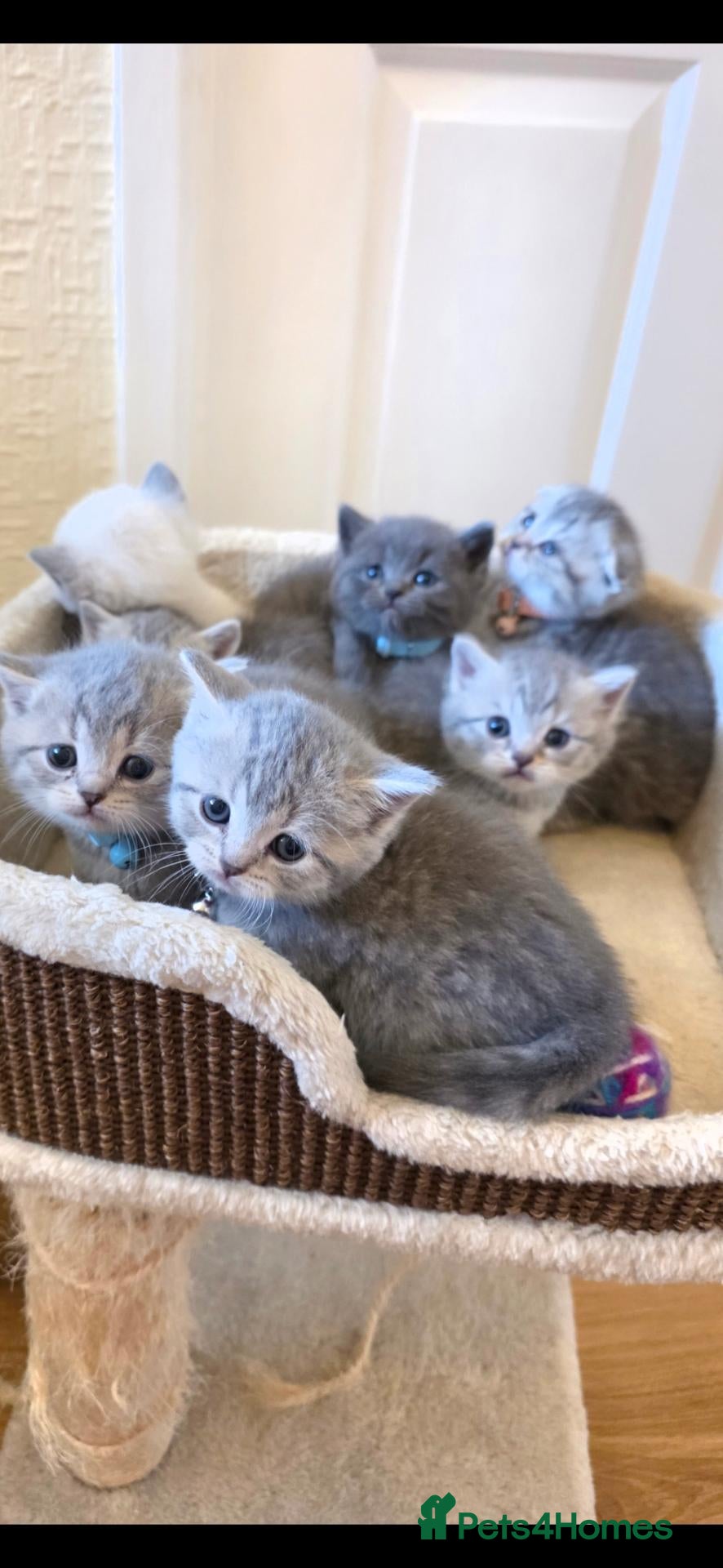 Scottish Fold cats  BRITISH SHORTHAIR KITTENS - Advert 17