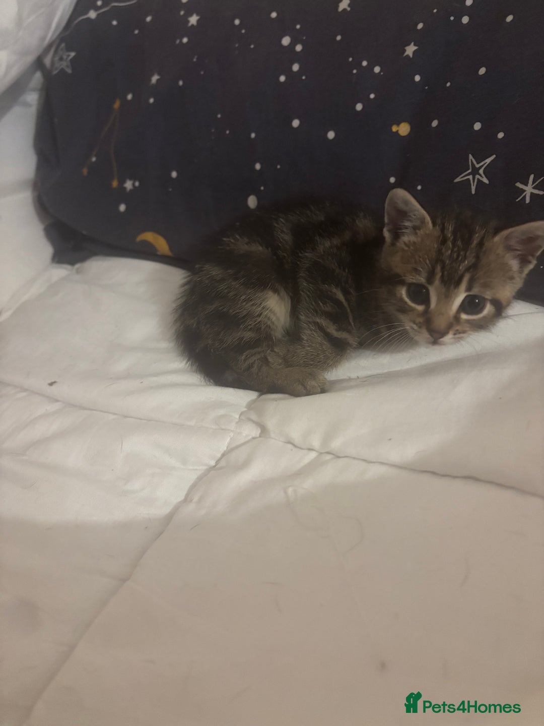 Bengal cats for sale: Bengal kittens  - Advert 5