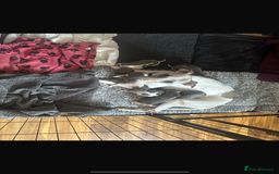 Mixed Breed dogs for sale: Adorable whippet x Italian greyhound pups !!! - Image 15