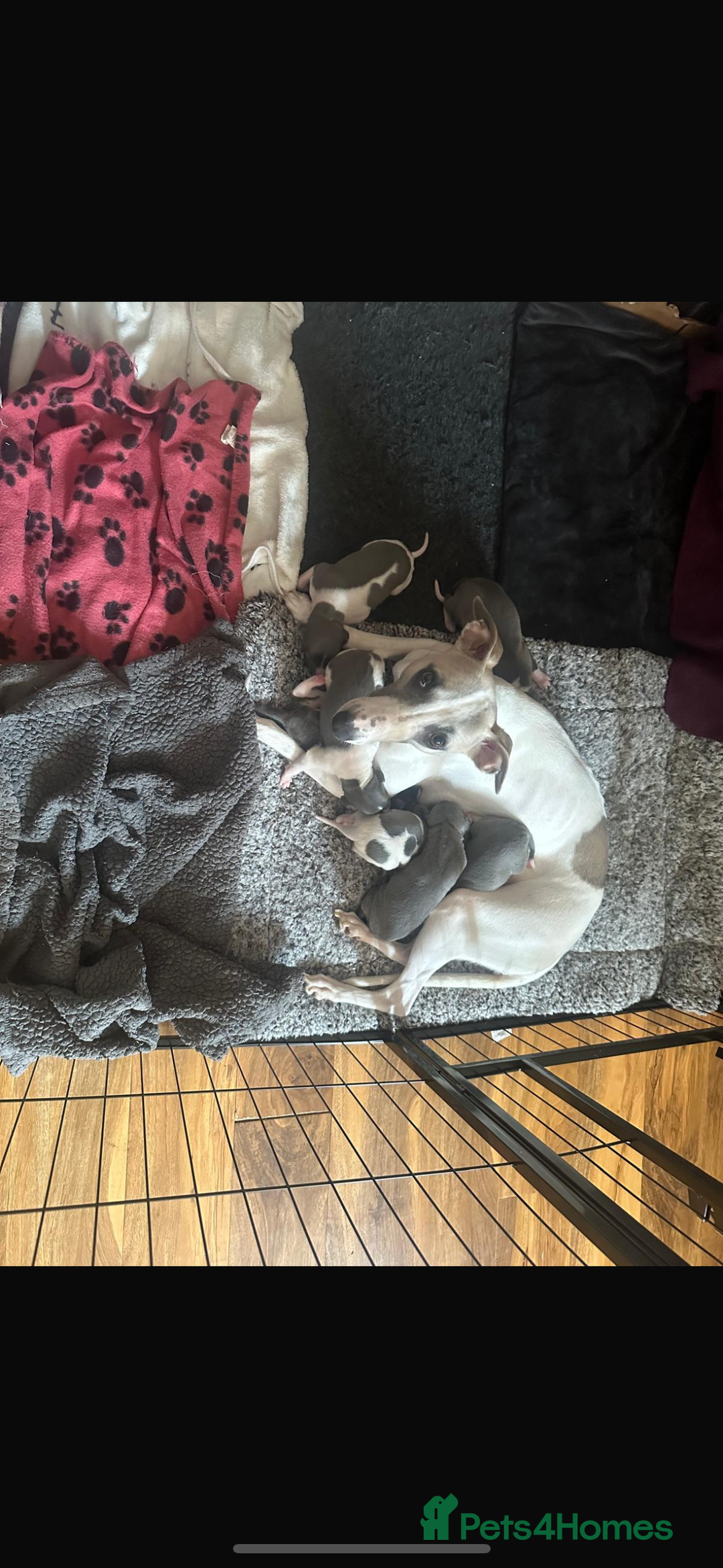 Mixed Breed dogs for sale: Adorable whippet x Italian greyhound pups !!! - Image 15