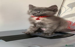 Mixed Breed cats for sale: White Gray and Ragdoll Kittens - Image 15