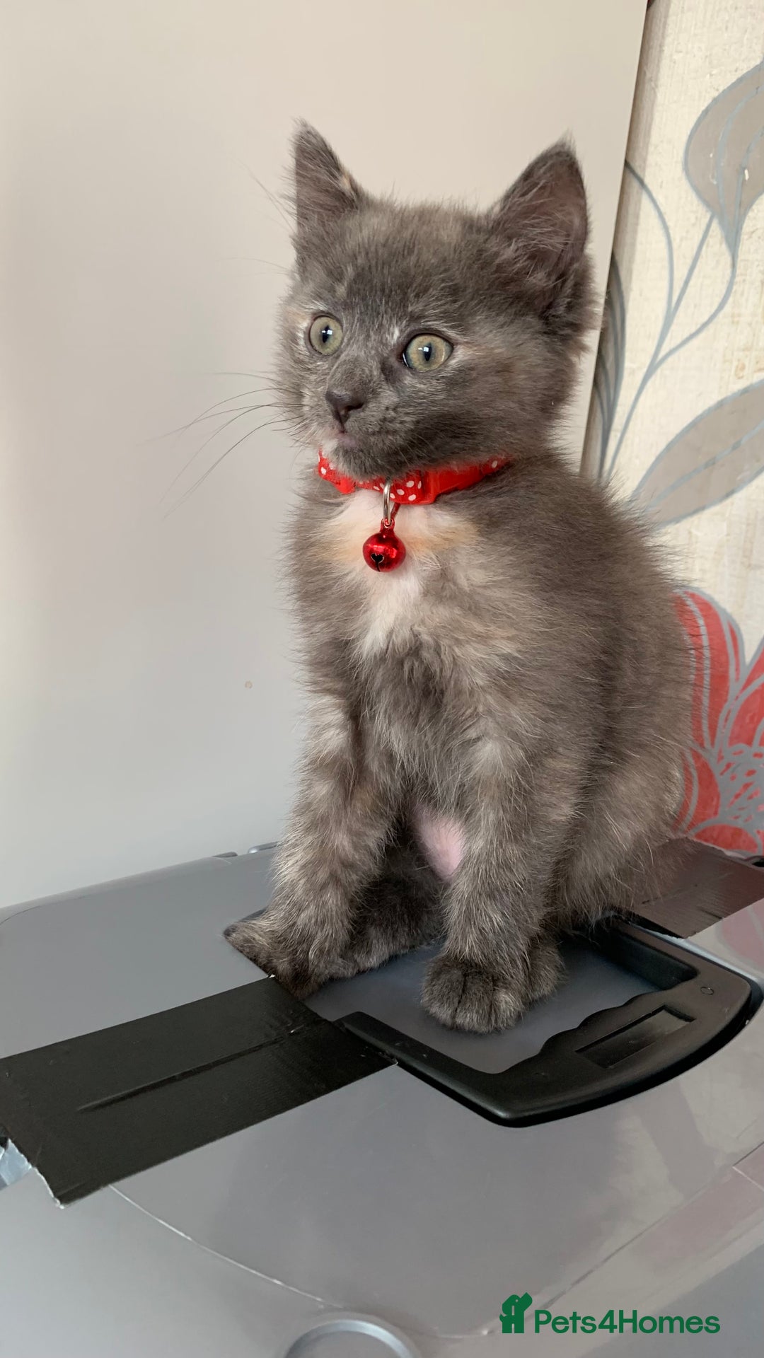 Mixed Breed cats for sale: White Gray and Ragdoll Kittens - Image 15