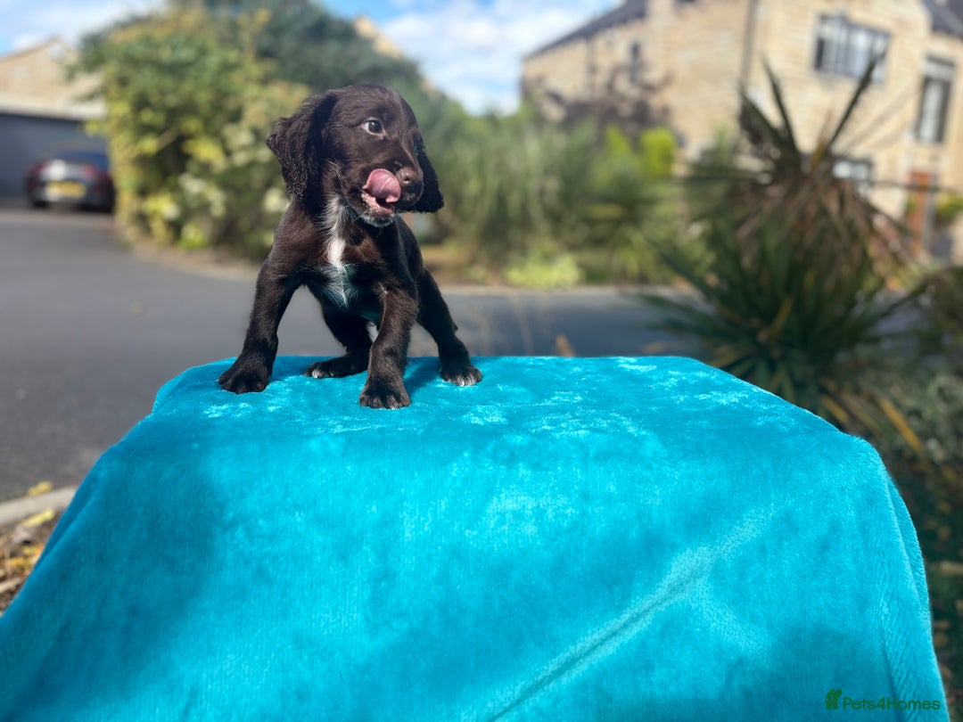 Cocker Spaniel dogs for sale: Beautiful boy cocker spaniel, ready now 💙 - Image 3