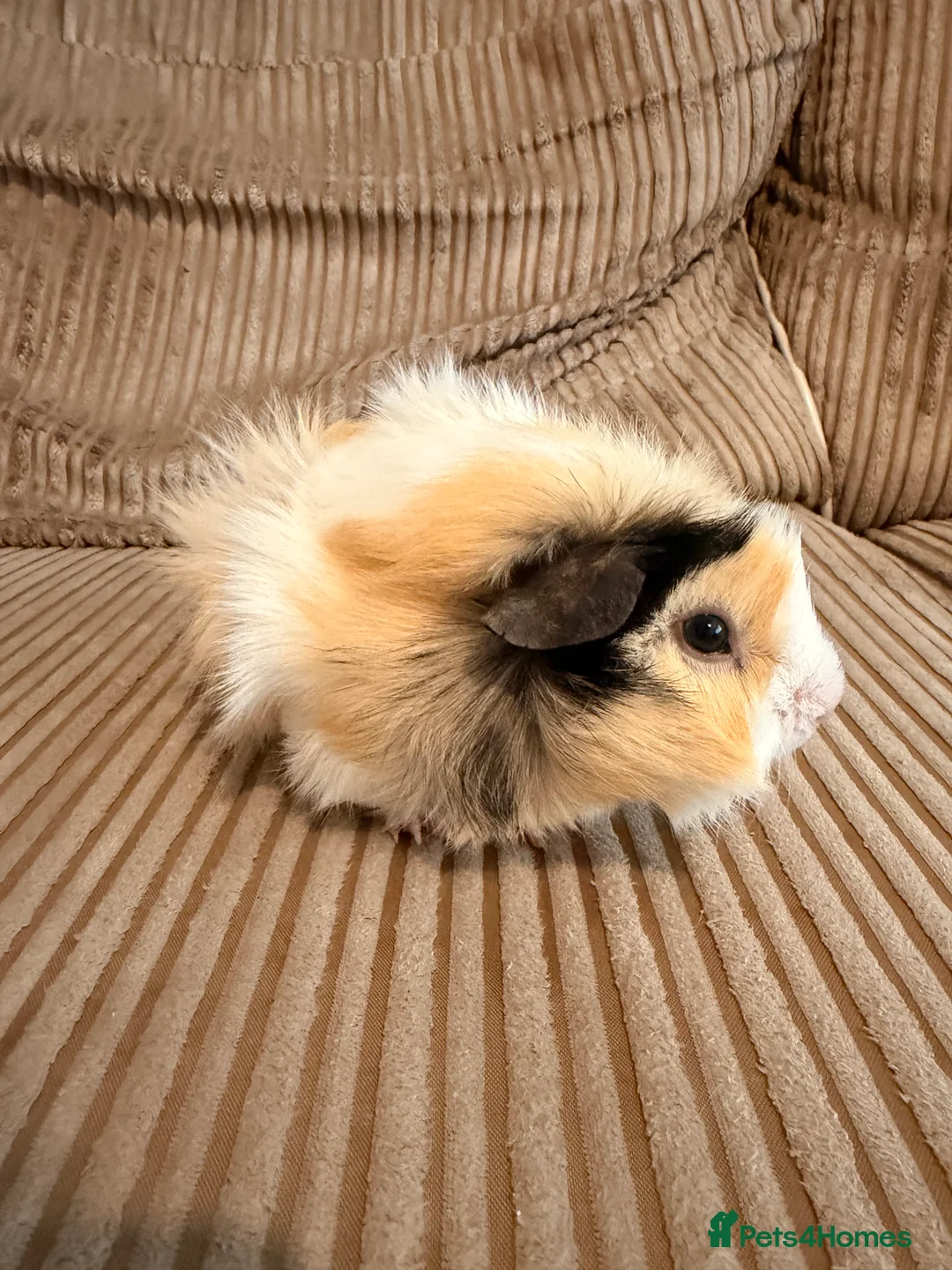 Guinea Pig rodents for sale: Female Abyssinian Guinea pig and her sow offspring - Advert 2