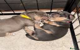 Mixed Breed dogs for sale: Frenchie cross puppy’s (80% frenchie) - Advert 21