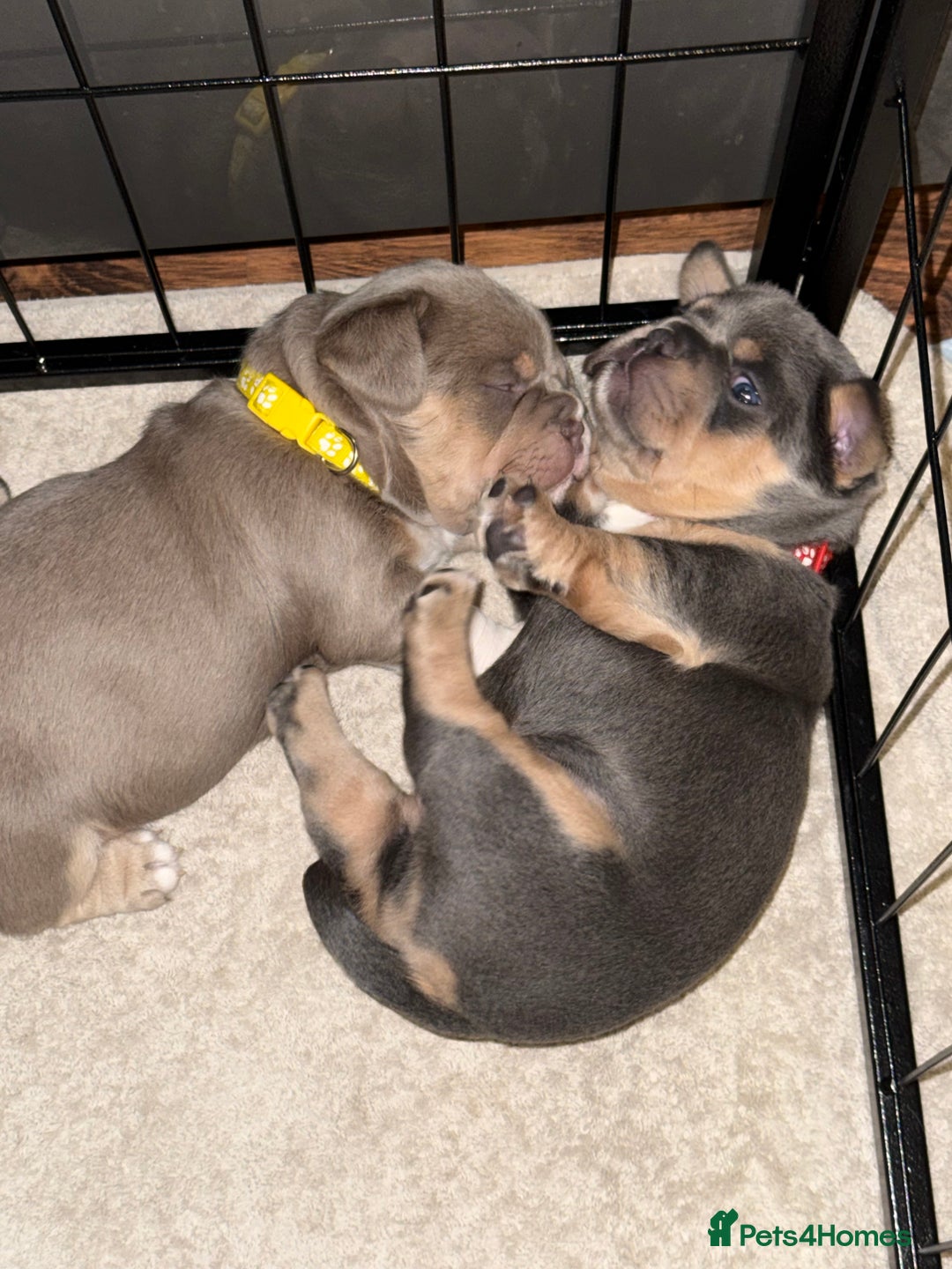 Mixed Breed dogs for sale: Frenchie cross puppy’s (80% frenchie) - Advert 21