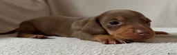 Dachshund dogs for sale: Dachshund puppies for sale - Advert 14
