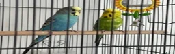 Budgerigars birds for sale: budgies in Kidderminster - Advert 3