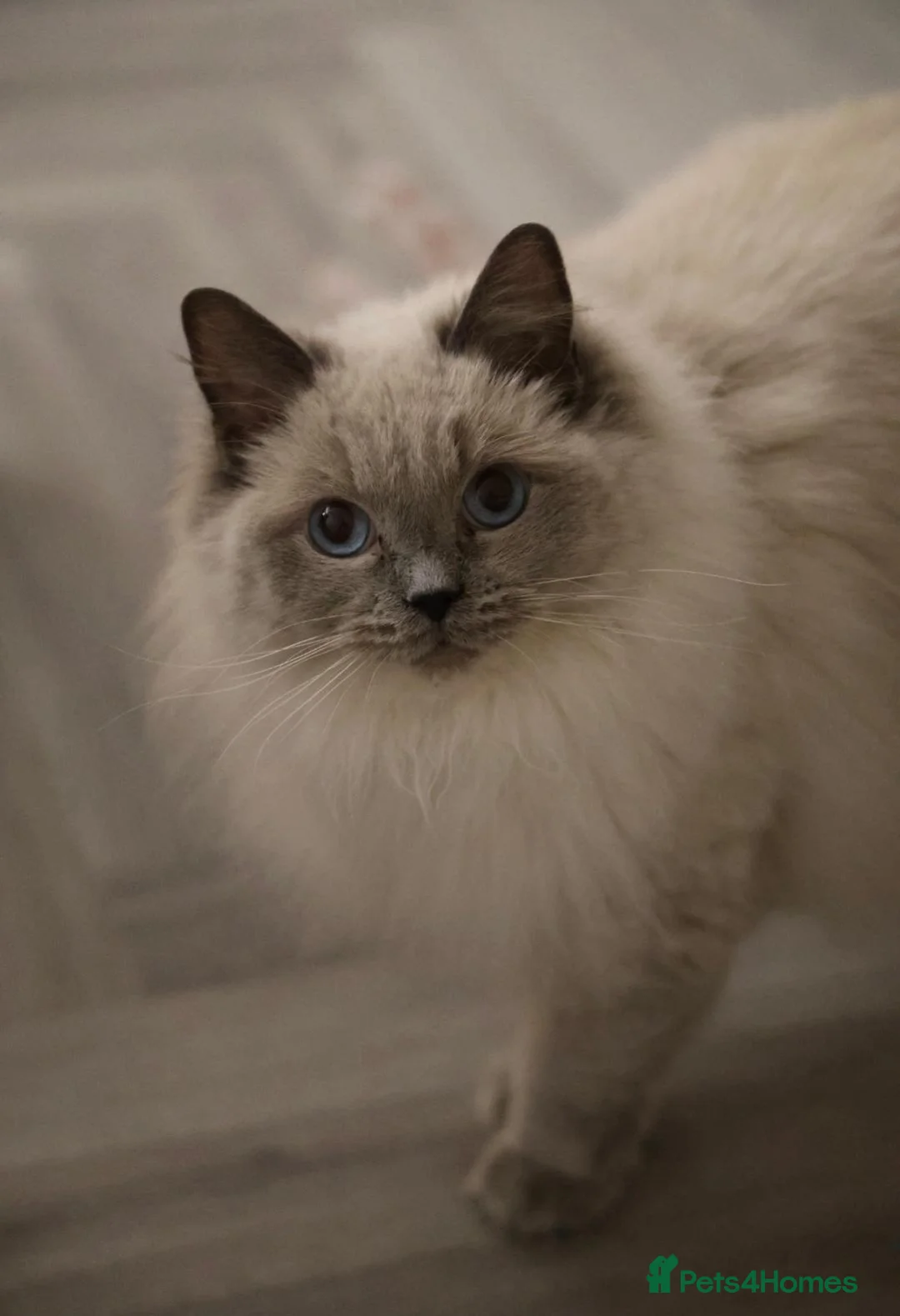 Ragdoll cats for sale: GCCF Ragdoll kittens. Lynx, Blue point. in Basingstoke - Advert 2