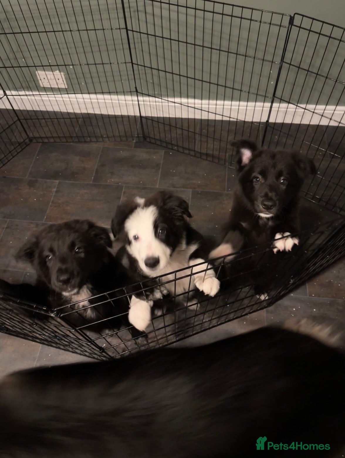 Mixed Breed dogs Shollie pups (German shepherd & Border collie) - Advert 14