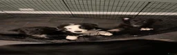 Mixed Breed dogs for sale: Shollie pups (German shepherd & Border collie) in Castleford - Advert 1